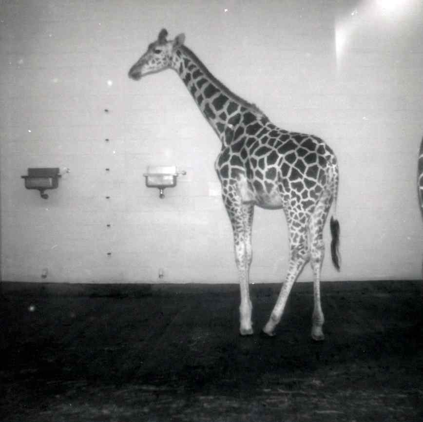 An Eight-Year Old With a Camera